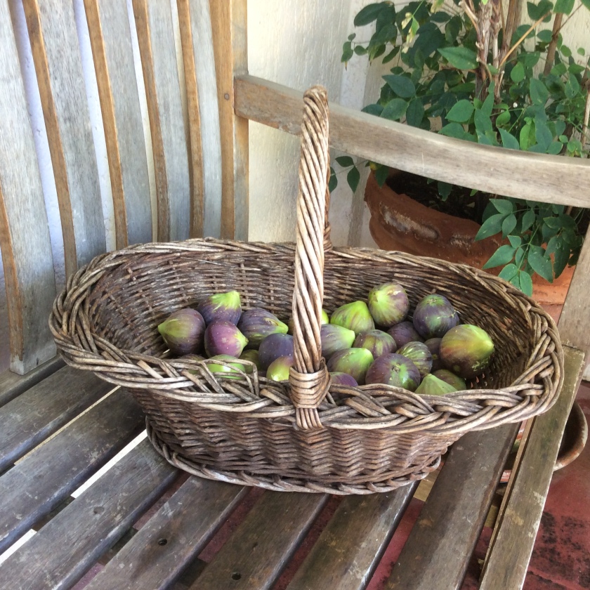 A basket of freshly-picked, sun-warmed figs