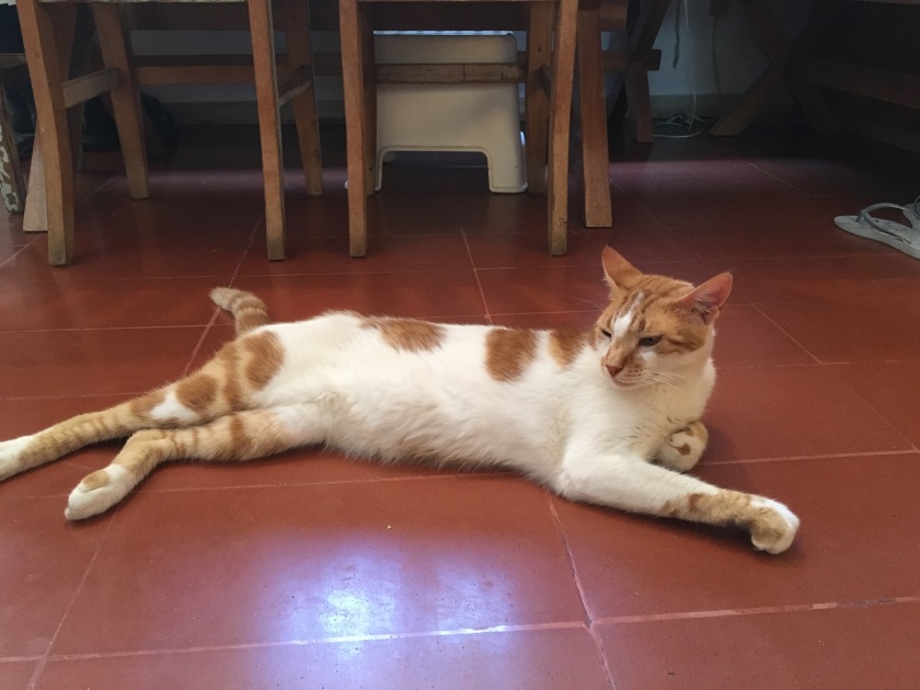 A hot cat cooling of on the kitchen tiles.