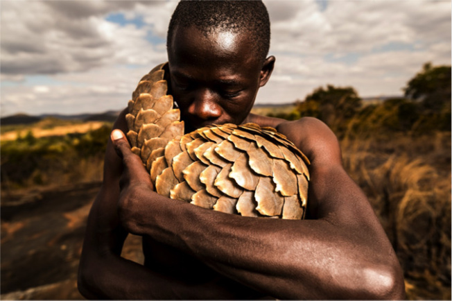 Pangolin and Pangolin Man. Images of the pangolin keepers who rescue and rehabilitate pangolins, the most heavily trafficked mammal in the world, hunted for its meat and scales. Image: Adrian Steirn via Africa Geographic